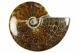 Polished Cretaceous Ammonite (Cleoniceras) Fossil - Madagascar #303940-1